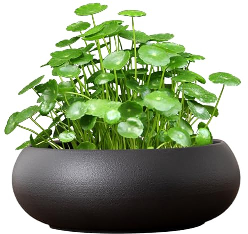 CNAFGBGG Macetero Lotus Bowl, Cuenco de cerámica para Flores de Loto de 7, 4 Pulgadas, macetero hidropónico Antideslizante para Lirio de Agua, Narciso, pecera suculenta, Oficina, hogar..