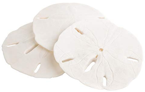 Nautical Crush Trading Sand Dollar | Dollari Reali di Sabbia 3 a 3 1/2 (Set di 3) | Conchiglie Sand Dollar | Inoltre Nautical ebook Gratis Joseph Rains