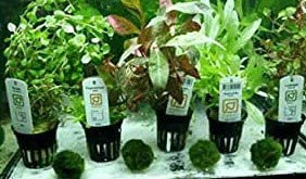 SAHAWA Wasserpflanzen Aquarienpflanzen MEGA-Set 5 bepflanzte Töpfe FREIE Auswahl + 2 Mooskugeln Gratis, Schwimmpflanzen, handverlesen, frische Pflanzen, Zierpflanzen für Aquarien