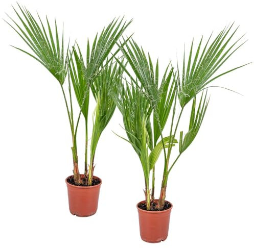 Bloomique - 2er Set - Washingtonia Robusta - Mexikanische Fächerpalme - Palme - Winterharte Balkonpflanzen - Gartenpflanzen Winterhart - Höhe 50-70 cm - Topf 14 cm