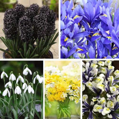 Bulb Bumper Collection - Narcissus, Iris, Hyacinth & Snowdrops - Bright Spring Flowering Mix - Garden Borders, Patio Container Display - Easy - 282x Bulbs + 10 Seed Packets by Thompson and Morgan
