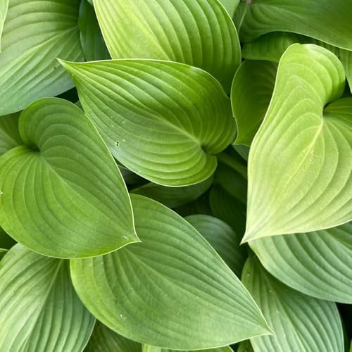 semi di hosta resistenti, giardino copertura del terreno per balconi 85pcs