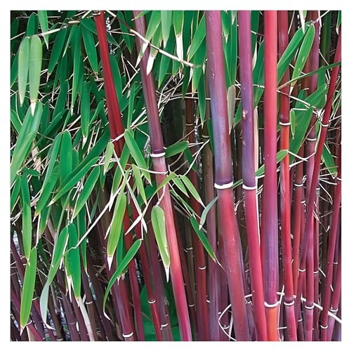 Stauden Gänge 1 x Fargesia scabrida 'Asian Wonder' Roter Gartenbambus | Roter Bambus für Sonne bis Halbschatten, mehrjährig, C2 Topf (2 L)