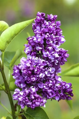 Syringa vulgaris 'Charles Joly' 60-80 cm – Winterhart, Mehrjährig, Pflegeleicht – Flieder – Heckenpflanze für Garten & Sichtschutz