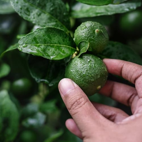 zitronenbaum säulenobst balkon hochbeet säulenobstbäume zimmerpflanzen büropflanzen kräutergarten steingartenpflanzen winterhart obstbaum pflanztopf winterharte stauden mehrjährig 160samen