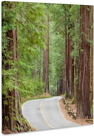 3dRose USA, California.Trail in Big Basin Redwoods State Park. Museum Grade Canvas Wrap 8x10