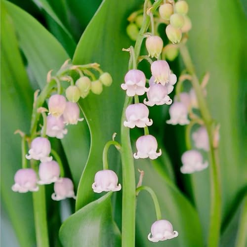 lirio de los valles - Cultivar jardín en un balcón 30bulbos