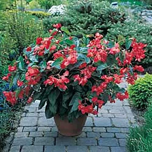 Begonia Fibrous Dragon Wing Red Seeds