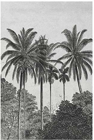 Papier Peint panoramique Palmiers Gravure 200 x 280cm Gris, Noir