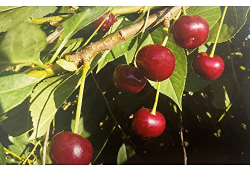 Vivai le Georgiche - Pianta vera di Ciliegio Visciola di Ancona Prunus cerasus Ciliegio aspro - vaso Ø 20 cm - altezza alla vendita 160-180 cm