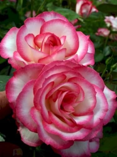 Rosas híbridas/rosas/rizomas/resistentes/ornamentales/de jardín/en maceta/de interior/de exterior/de rápido crecimiento-2 PCS-D
