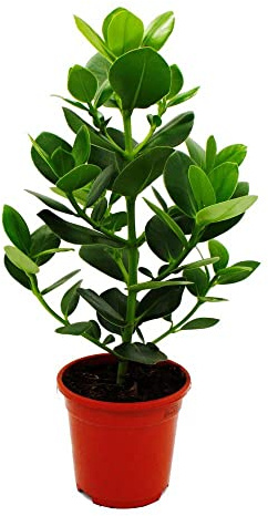 Balsamapfel Clusia major ca. 55-65cm 17cm Topf Zimmerpflanze