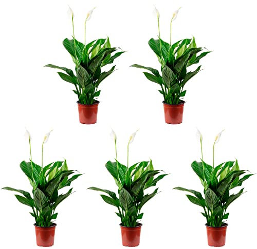 5er-Set Einblatt 3-5 Blüten/Knospen - echte Zimmerpflanze, Spathiphyllum - Höhe ca. 50 cm, Topf-Ø 13 cm