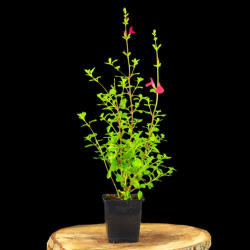 6 Stück Salvia microphylla 'Hot Lips' von Intragarten | Johannisbeer-Salbei winterharte und mehrjährige Staude | rot weisse Blüten im 9cm Topf
