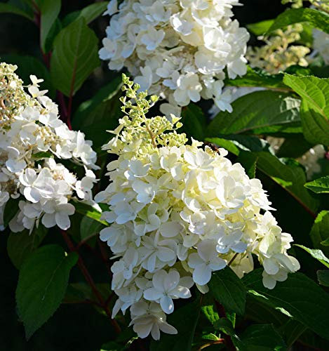Hochstamm Rispenhortensie Candle Light® 80-100cm - Hydrangea paniculata