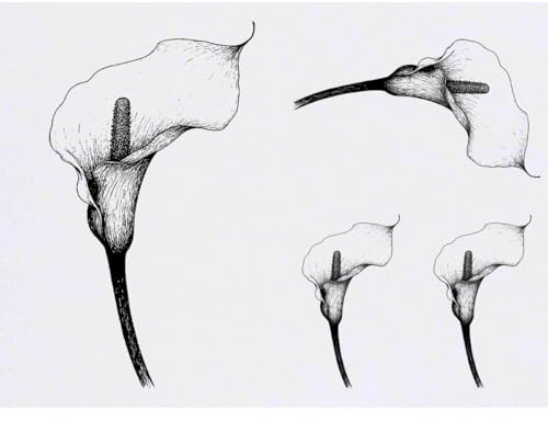 Azeeda 4 x 'Calla Lily Flower' Temporary Tattoos (TO00083472) | Mixed-Size Water Resistant Skin Safe Transfers for Parties and Costumes