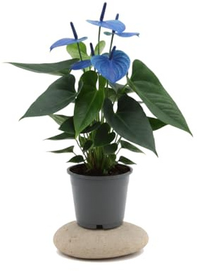 Planta de Interior Anturio de Flor Azul Anthurium Andraeanum Azul - 12 cm Ø - DECOALIVE con Altura de 40-45 cm Planta Natural Decorativa para Ambientes Cálidos