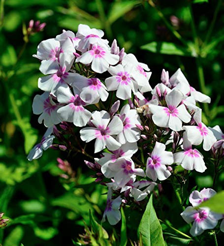Hohe Flammenblume Europa - Phlox paniculata - lebende Gartenpflanze aus den Baumschulen