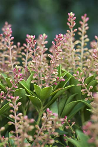 Pieris japonica 'Purity' 20-25 cm – Immergrün, Winterhart, Pflegeleicht – Japanische Lavendelheide – Zierstrauch für Garten & Kübel