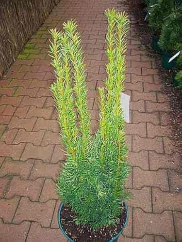 Säuleneibe Stricta Viridis - Taxus media Stricta Viridis - 50-60cm