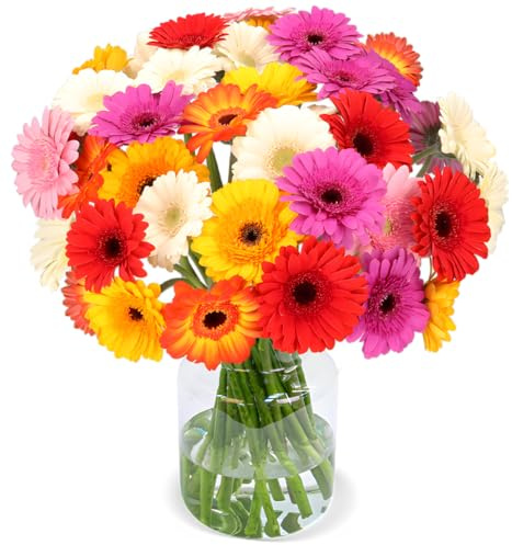 Blume Ideal Blumenstrauß | 30 Mini Gerbera | Ø 40–50 cm | Echte Gerbera für Geburtstag & Deko | 7 Tage Frischegarantie | In verschiedenen Farben und Mengen