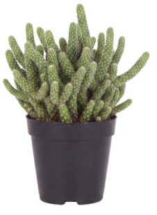 Rhipsalis Baccifera Horrida Rhipsalis Espinoso de DECOALIVE Cactus Decorativo Colgante Maceta 9 cm Diámetro Altura 10 cm