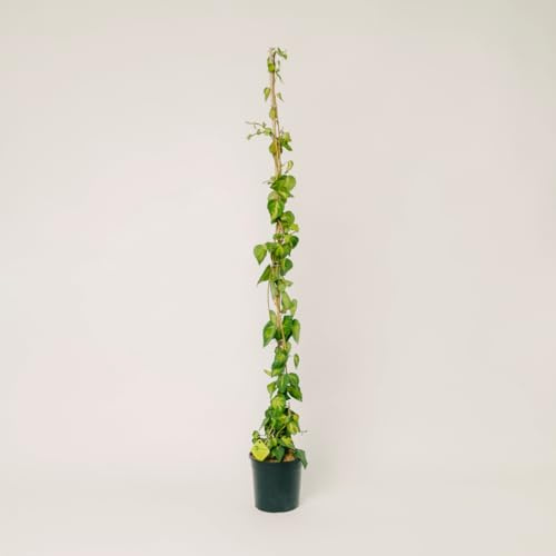 Plantì Hedera Sulphur Heart Gialla | Edera Rampicante da Esterno in Vaso 20 cm, Altezza 160 cm | Piante da Giardino, Rampicanti per Muro, Concimazione 6 Mesi con Plantì