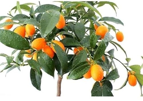 Kumkaut en Maceta: Cosecha Naranjas Frescas en Casa