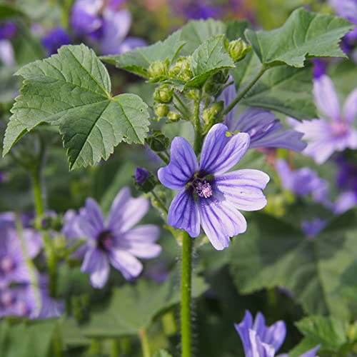 semillas de malva silvestre - balcón resistente perenne cubren 80pcs