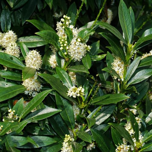 comprar semillas de laurel cerezo, resistentes, orgánicas, interior de Decoración de oficina, jardín de rocas, 30pcs