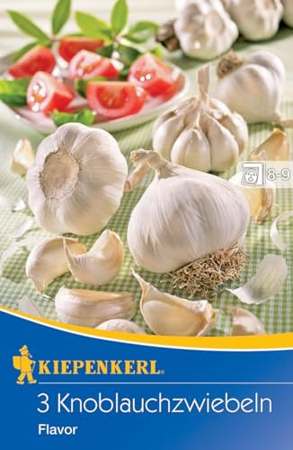 Kiepenkerl 611061 Knoblauchzwiebel Flavor (3 Stück) (Pflanzknoblauch)