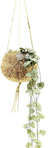 exotenherz Kokodama - Ceropegia woodii im Kokodama-Gefäß zum Hängen - ca. 15cm
