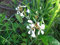 100 semi di rucola (Eruca Sativa)