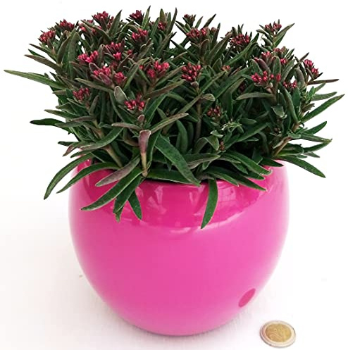 POWERS TO FLOWERS - CRASSULA SCHMIDTII ROSSA VASO CERAMICA SFERICO FUCSIA, piante vere