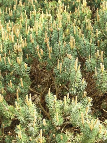 Montagna Pino Pinus Mugo Humpy compatto 20-25 cm resistente all'inverno