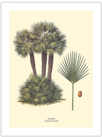 Dwarf Palm Tree - Palmier (Chamaerops Humilis) - Vintage Botanical Illustration by Ferry c.1967 - Fine Art Matte Paper Print (Unframed) 18x24in