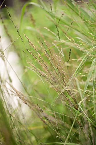 Molinia arundinacea 'Karl Foerster' – Winterhart, Mehrjährig, Pflegeleicht – Riesen-Pfeifengras – Ziergras für Beet & Garten