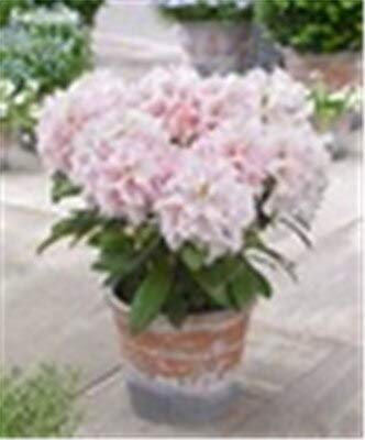 100 pezzi semijaponeses Rododendro fiori per il giardinaggio bella rosa pallido