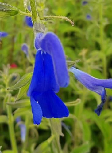 Salvia patens 'Blue Angel' / Sauge gentiane/Conteneur de 3 à 4 litres/Vivace