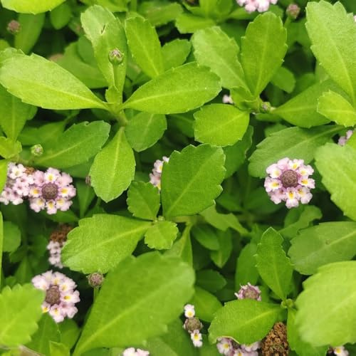 verbena velenifera strisciante semi biologici di selvatici primaverili giardino aromatico sul balcone, autunnali interno sostenibili 500semi