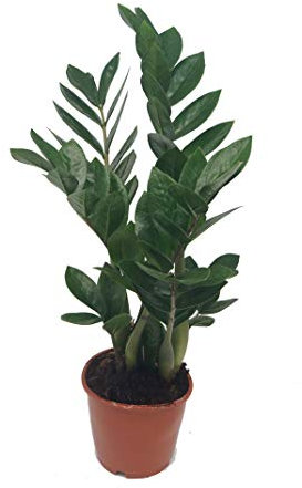 Glücksfeder, (Zamioculcas zamiifolia), Zamie, Zamia Farn, Zamia Palme, pflegeleichte Zimmerpflanze (ca. 35cm hoch, 12cm Topf)