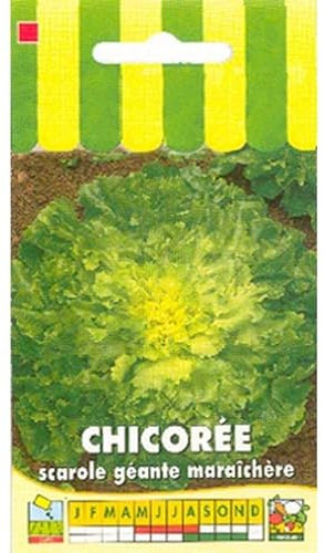 Sachet de graines de Chicorée scarole géante maraîchère - 3 g - légume feuille - LES GRAINES BOCQUET