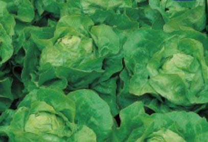 Pezzi - 165x Lattuga Iceberg Serra Larissa Verdure Giardino Piante - Seme K580 - Seeds & Plants Shop by Ipsa