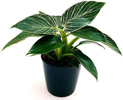 POWERS TO FLOWERS - PHILODENDRON BIRKIN WHITE MEASURE IN VASO CERAMICA NERO OPACO, pianta vera