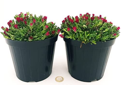 POWERS TO FLOWERS - DELOSPERMA ROSSO, MESEMBRIANTEMO RIFIORENTE, 2 PIANTE VASO 14 cm DIAMETRO, piante vere