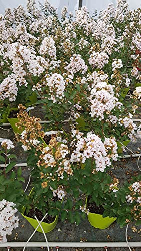 Lagerstroemia indica NEIGE D'ÉTÉ® / Lilas des Indes NEIGE D'ÉTÉ® / Conteneur de 3 à 4 litres