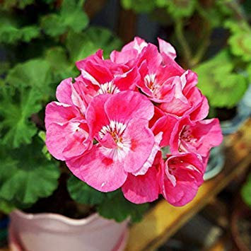 Potseed Geranium Fiori Semi perenni Piante Semi Pelargonium Graveolens in Vaso per la casa e Il Giardino 30PCS 11