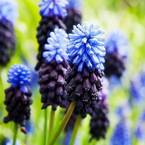 Set Muscari Traubenhyazinthe Mix 10 20 50 Stk. Blumenzwiebeln Zwiebeln Blütenfarben Weiß Violet Blau Duo Winterhart mehrjährig (Latifolium Duo 50 Stk.)