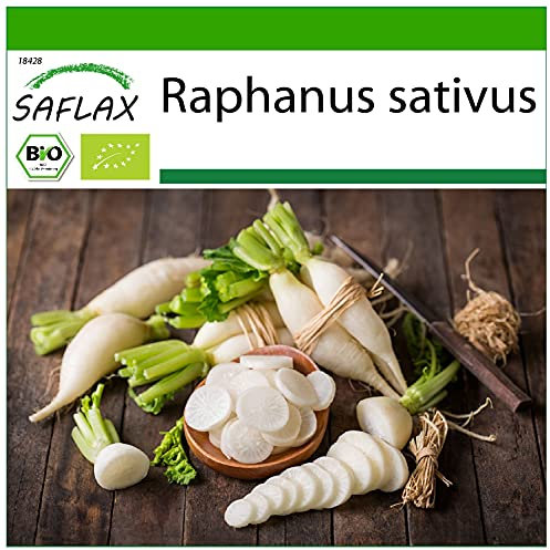 SAFLAX - BIO - Radieschen - Eiszapfen - 100 Samen - Mit keimfreiem Anzuchtsubstrat - Raphanus sativus