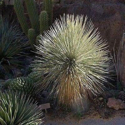 Seeds Semi Yucca Sopetree (Yucca elata) 20 + Seeds
